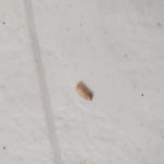 Maggot-like Creatures Roaming Kitchen are Pantry Moth Larvae