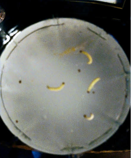 White Worms with Brown Heads Found in Uncooked Pasta are Pantry Moth Larvae