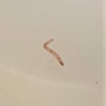 Small, White Worms in Toilet May Be Flea Larvae
