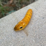 Yellow Worm with Huge Eyespots is a Spicebush Swallowtail Caterpillar