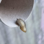 White Grub-like Creature Found in House is Likely an Immature Black Soldier Fly Larva