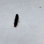 Black Caterpillar-like Bug with Six Legs is Likely a Caterpillar Hunter Larva