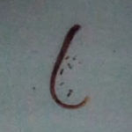 Reddish Brown Worm May be a Bloodworm but Man Worries About Parasites