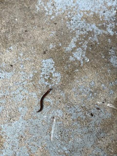 Thousands of Dark Brown Worms Found Around Home are Millipedes