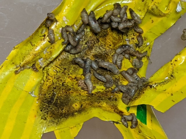 Grub-like Gray Worms Found in Ceiling Light are Potentially Wasp Larvae