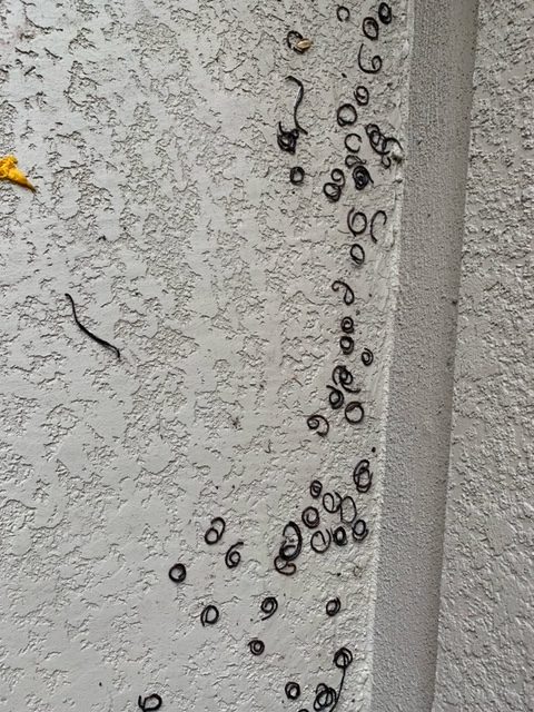 Dozens of Dried Up Worms Showing Up on Porch During Storm are Millipedes