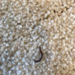 Furnished Basement in Ohio Home is Infested With Millipedes