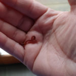 Red Worms Found in Mobile Home are Indeed Redworms
