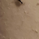 Semicircular, Black Bugs Found on Bed and Upholstery May be Clothes Pests of Some Kind