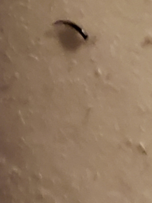 Semicircular, Black Bugs Found on Bed and Upholstery May be Clothes Pests of Some Kind