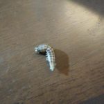 White Worm with Black Markings Could be Caterpillar or Dogwood Sawfly Larva
