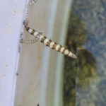 White Worms with Brown Stripes Found in Stock Tank are an Unsolved Mystery