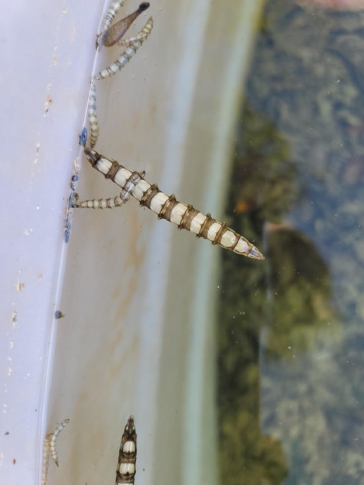 White Worms with Brown Stripes Found in Stock Tank are an Unsolved Mystery