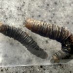 Black and Brown Worms Found All Over Barn are Caterpillars