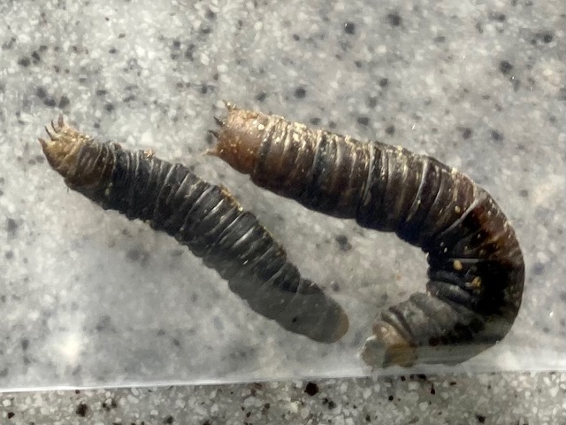 Black and Brown Worms Found All Over Barn are Caterpillars