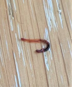 Brown and Reddish Worms Found Near Potted Plants are Some Type of Larvae