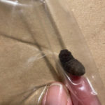 Segmented, Black Worm-like Creature Found in Basement is a Black Soldier Fly Larva