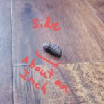 Brown Larva with Ridges Inching Across Floor is a Black Soldier Fly Larva
