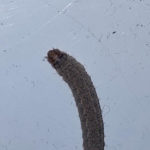 Gray Worm with Brown Head Found in Laundry Room is an Armyworm