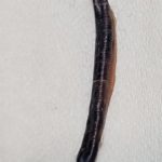 Black Worm-like Creature Found Dead and Dried Up is a Millipede