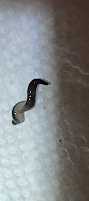 Two Black Worms Found Amid Hammerhead Worm Infestation are New Guinea Flatworms