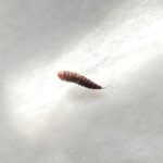 Segmented, Orange-Brown Creature Found On Mattress is a Carpet Beetle Larva