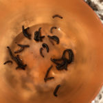Dark Green/Gray Worms Found in Pool Could be Either Cutworms, Armyworms or Sawfly Larvae
