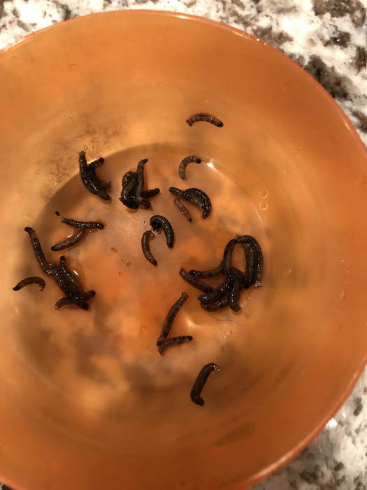 Dark Green/Gray Worms Found in Pool Could be Either Cutworms, Armyworms or Sawfly Larvae