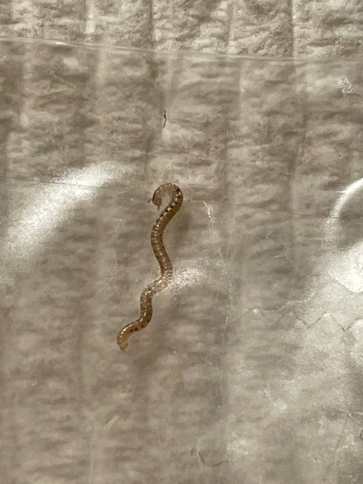 Mother Worries About Pinworms After Finding a Segmented, Green-Gray Worm in her Bathtub