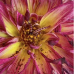 Inchworm-like Critters Found in Dahlia Flowers are Budworms