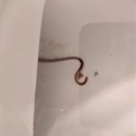 Red-striped Worm Found in Toilet is a Red Wiggler