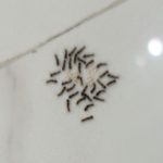 “Thread-like”, Gray-Black Worms are American Ermine Moth Caterpillars