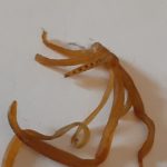 Tangle of Orange-brown Worm-like Organisms is Potentially Seaweed