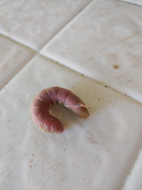 Pink Worm-like Critter with Brown Underside is a Moth Caterpillar