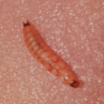 Pink Worm with Forked Rear is a Soft-winged Flower Beetle Larva