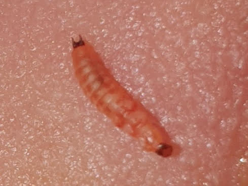 Pink Worm with Forked Rear is a Soft-winged Flower Beetle Larva