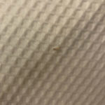 Semi-transparent Larva with Black Head Found on Shower Curtain Could Be Flea Larva