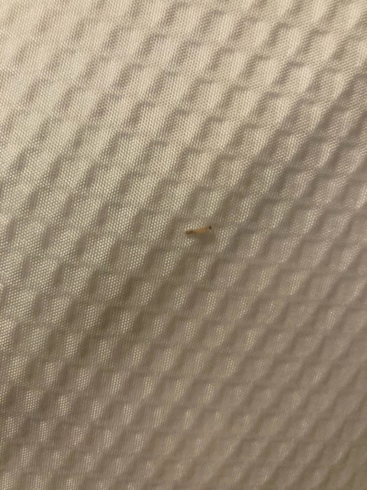 Semi-transparent Larva with Black Head Found on Shower Curtain Could Be Flea Larva