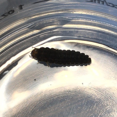 Segmented, Black Worm-like Creature Found on Pillow is a Soldier Beetle Larva