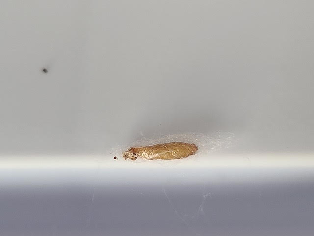 Brown Worm-like Critter Found in Toilet Paper is a Pupa