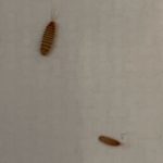 Brown-striped Bugs Found on Ceiling are Carpet Beetle Larvae