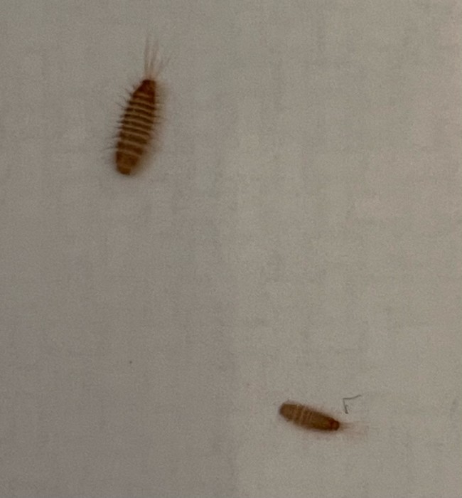 Brown-striped Bugs Found on Ceiling are Carpet Beetle Larvae