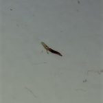 Swarm of Translucent Worms Found Around Bed are Flea Larvae