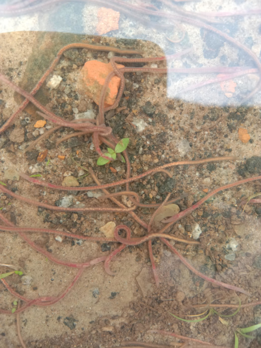 Mass of Earthworms with Translucent Bodies Found After Rain