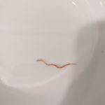Red Worm Found in Toilet After Trip to Costa Rica Could be a Bloodworm