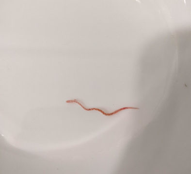 Bloodworms Archives All About Worms - How To Get Rid Of Red Worm In Bathroom