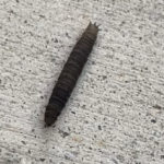 Segmented, Black Worm-like Critter with Spiky Rear and Huge Eyespots is Likely a Caterpillar