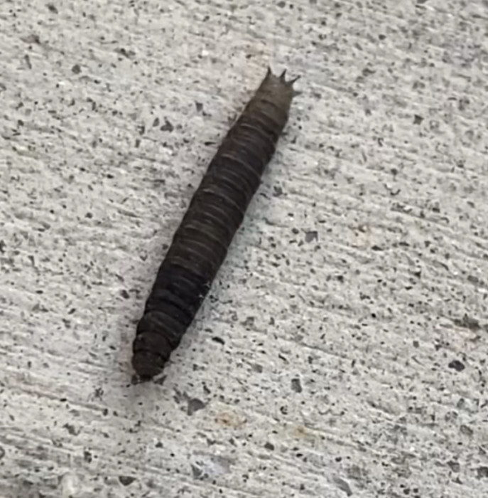 Segmented, Black Worm-like Critter with Spiky Rear and Huge Eyespots is Likely a Caterpillar