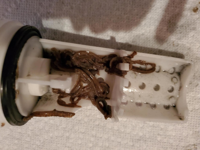 Slimy, Brown Earthworms Found in Washing Machine Filter by Woman Asking for Advice