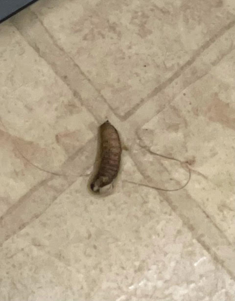 Segmented, Gray Creature Found on Bathroom Floor is a Black Soldier Fly Larva